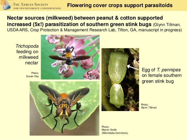 Predators and Parasitoids (Advances in Biopesticide Research)